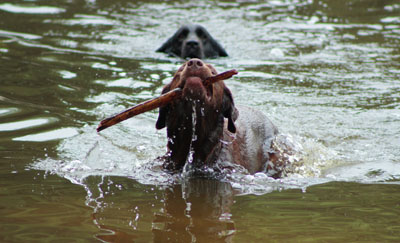 Hundebetreuung Friedrichshain 1